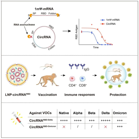 新冠肺炎病毒circRNA疫苗研发示意图。