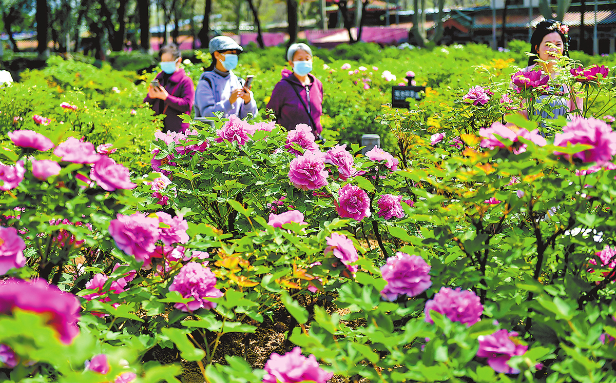 4月3日，洛阳市隋唐城遗址植物园，游客正在赏牡丹。（黄政伟 摄）