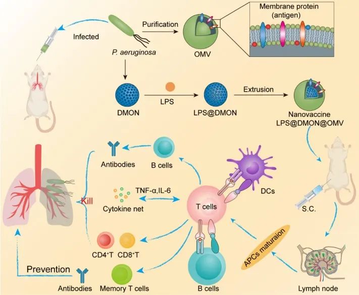 图1 细菌外膜囊泡包裹的纳米疫苗调控抗菌免疫的示意图