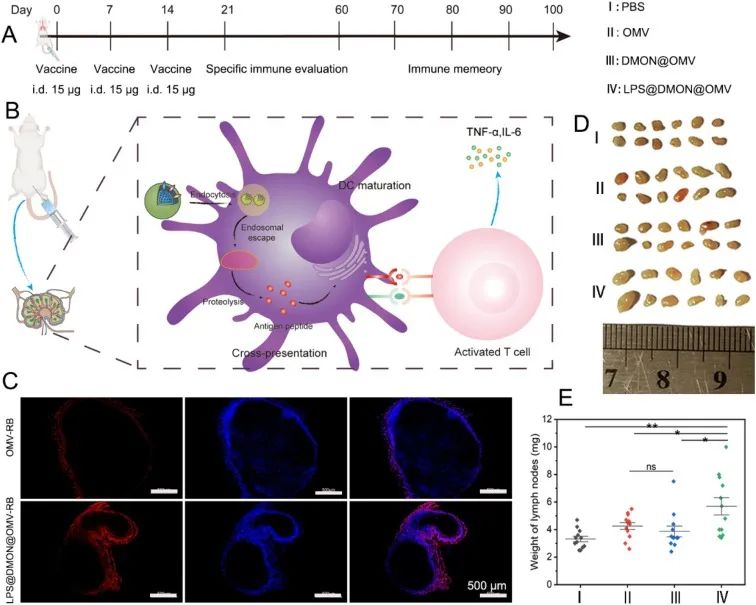 图2 LPS@DMON@OMV纳米疫苗的活体免疫评价