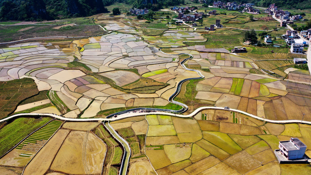 这是广西大化瑶族自治县大化镇龙口村富硒水稻种植基地的景色（4月8日摄，无人机照片）。新华社记者 张爱林 摄