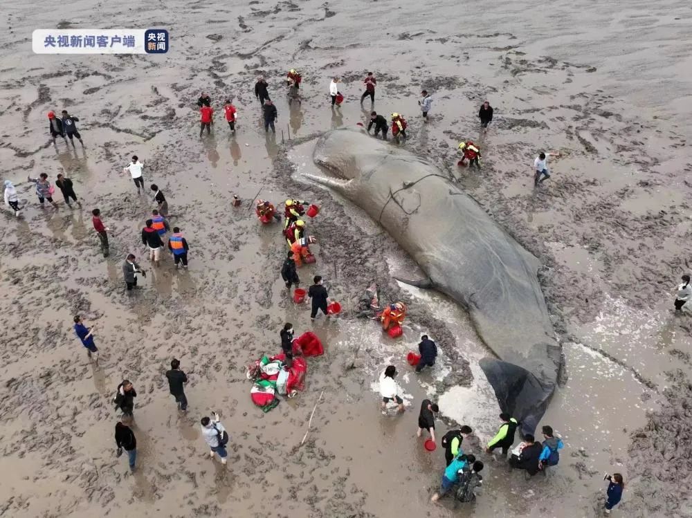 ↑抹香鲸搁浅现场照片