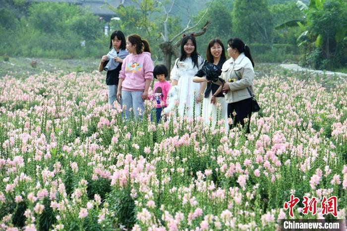 市民在孔元村赏花。　王东明 摄