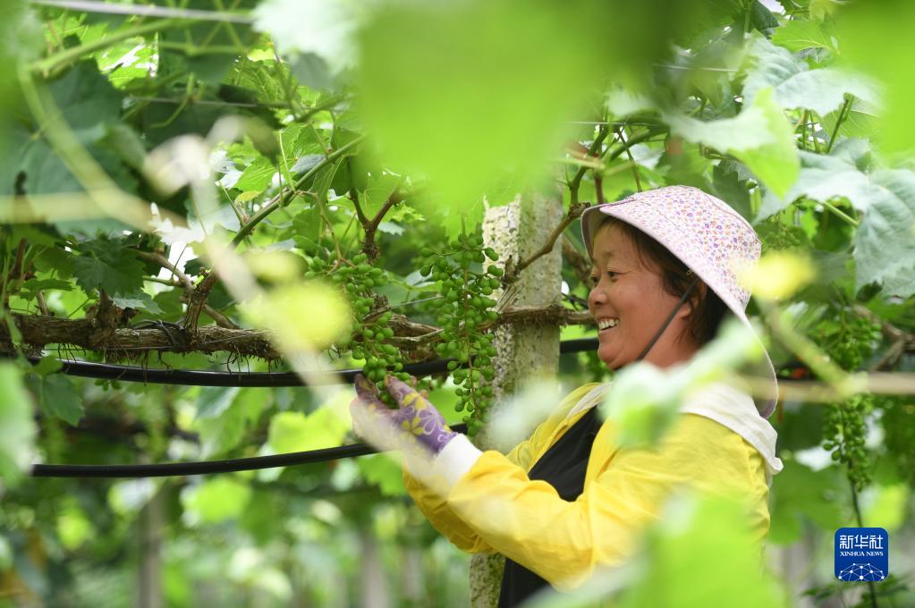 　　在广西东兰县武篆镇东里村葡萄园，工作人员在管护葡萄（5月6日摄）。