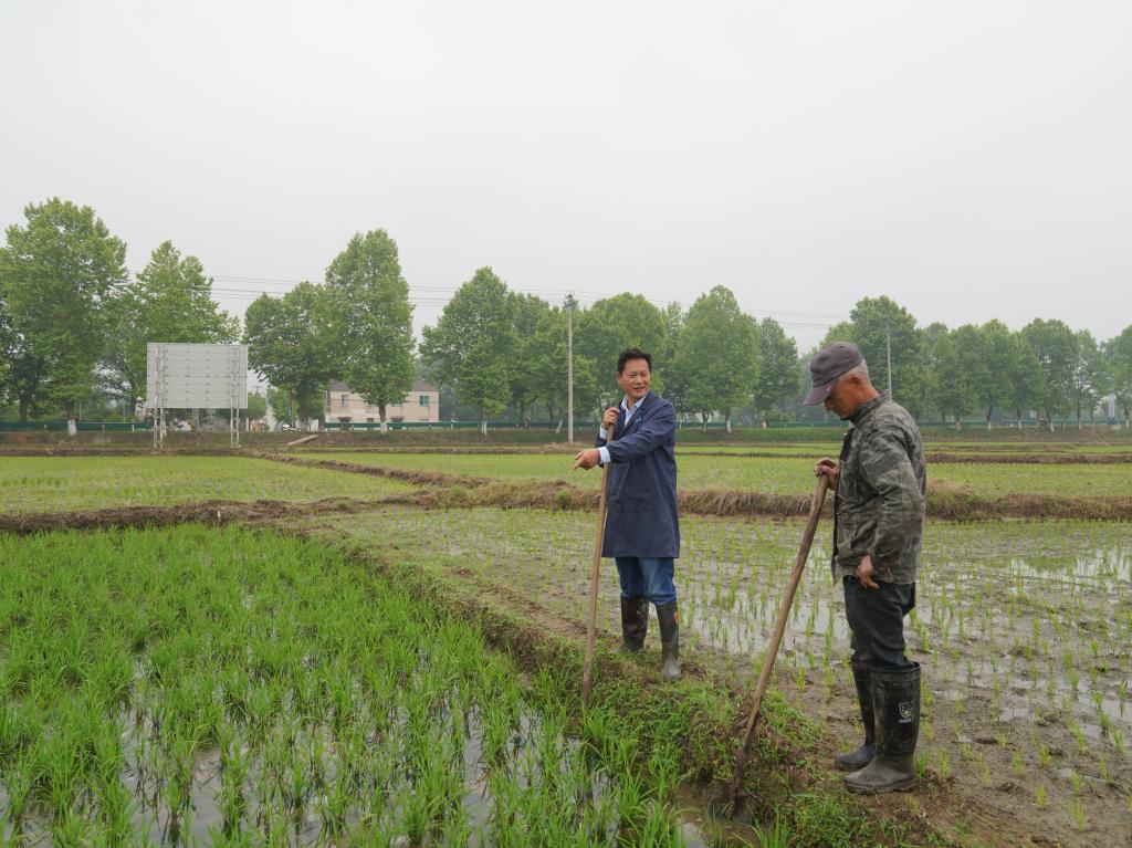 　　青阳县农丰水稻种植专业合作社社员王德清（右一）和合作社负责人黄卫胜交流再生稻田间管理事宜。 新华社发（杨亮 摄）