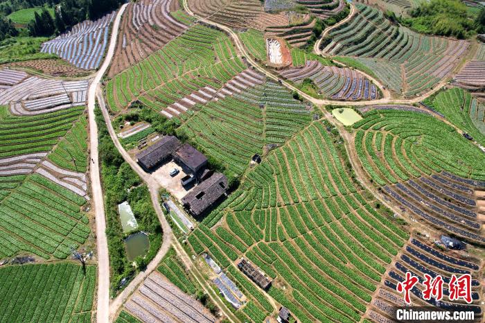 大湖乡雪峰蔬菜基地的蔬菜主要种植在梯田中，空中俯瞰，宛如大地指纹。　王东明 摄