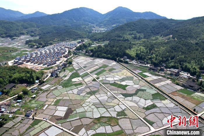 大湖乡新塘村蔬菜基地总面积达2000余亩，基地年产量约21600吨，产值约2600万元人民币。　王东明 摄