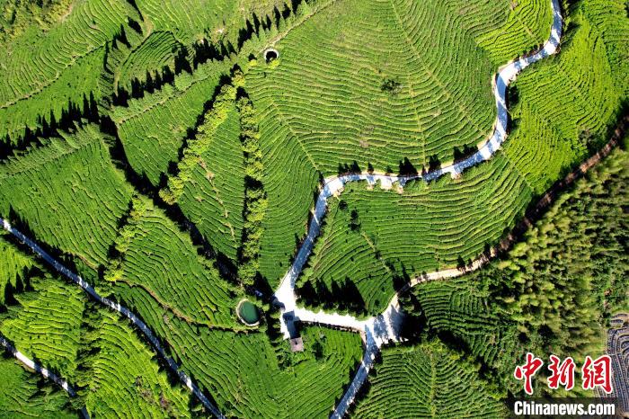 俯瞰闽侯县大湖乡高山茶园。　王东明　摄