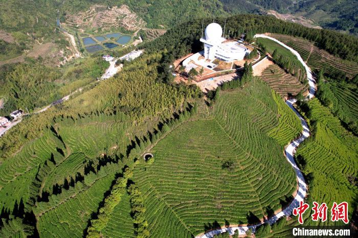 俯瞰闽侯县大湖乡高山茶园。　王东明　摄