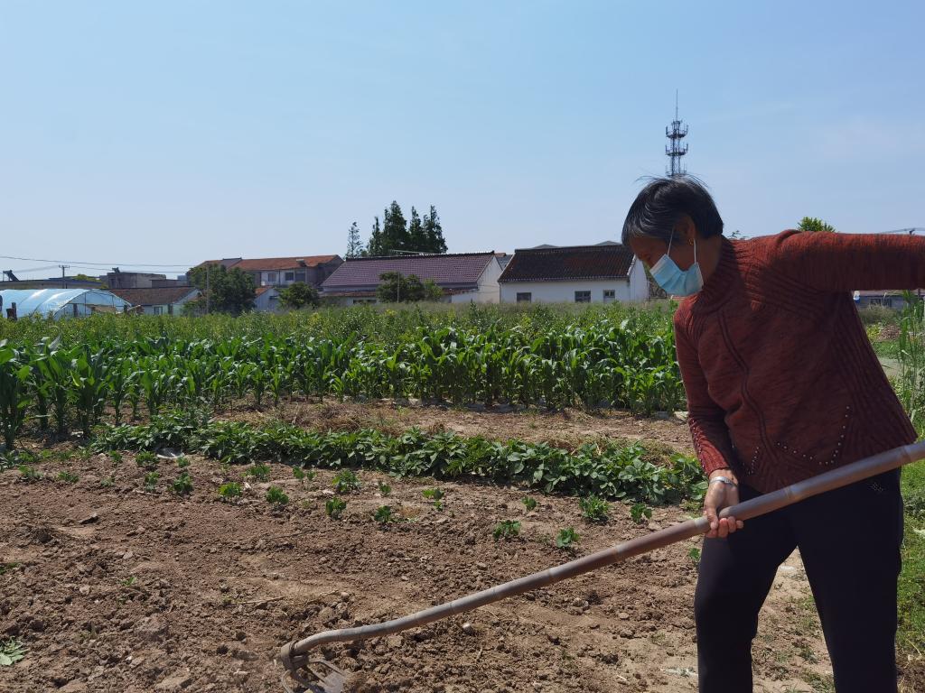 5月18日，陈玉兰在打理自家菜地。新华社记者朱旭东摄