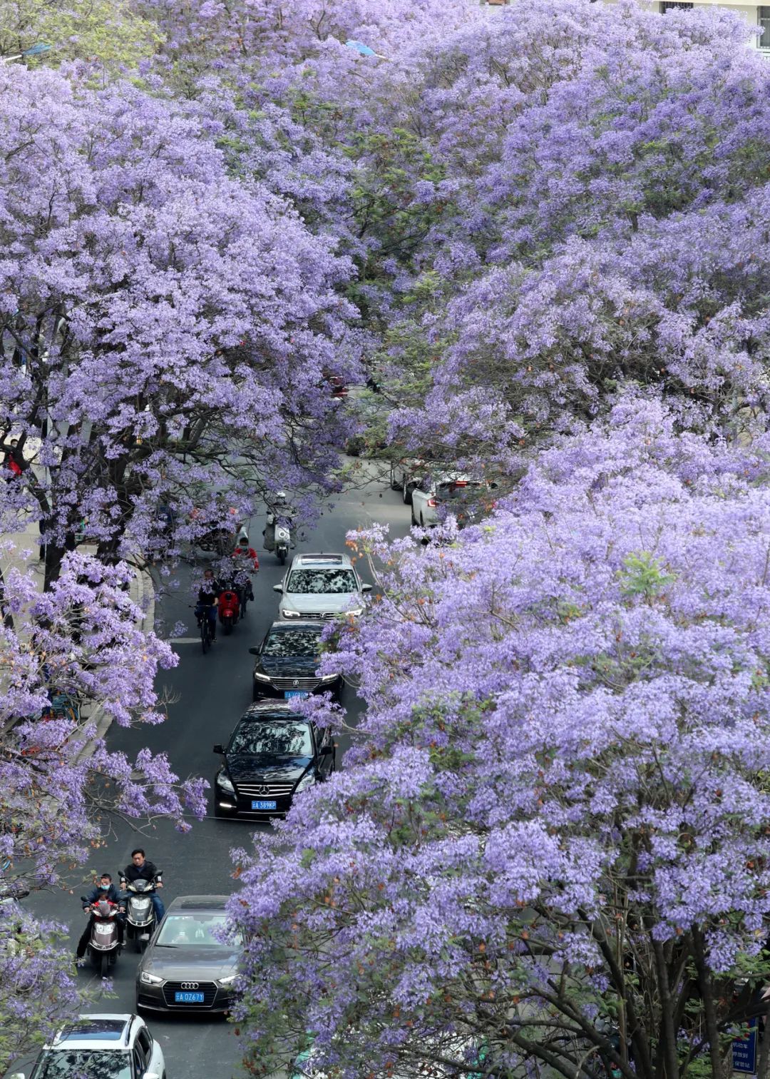 教场中路蓝花楹景观 杨峥 摄