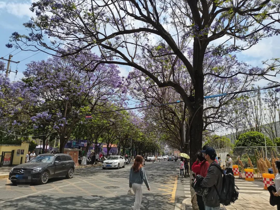 种满蓝花楹的教场中路 赵岗 摄