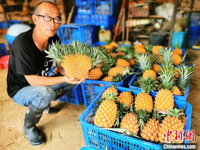 黄国祯从采收的凤梨中寻得万中无一的扇形凤梨 李晓春 摄