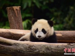 生日快乐！莫斯科动物园将用竹子蛋糕给旅俄大熊猫庆生